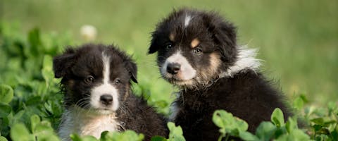 Two puppies in some grass.