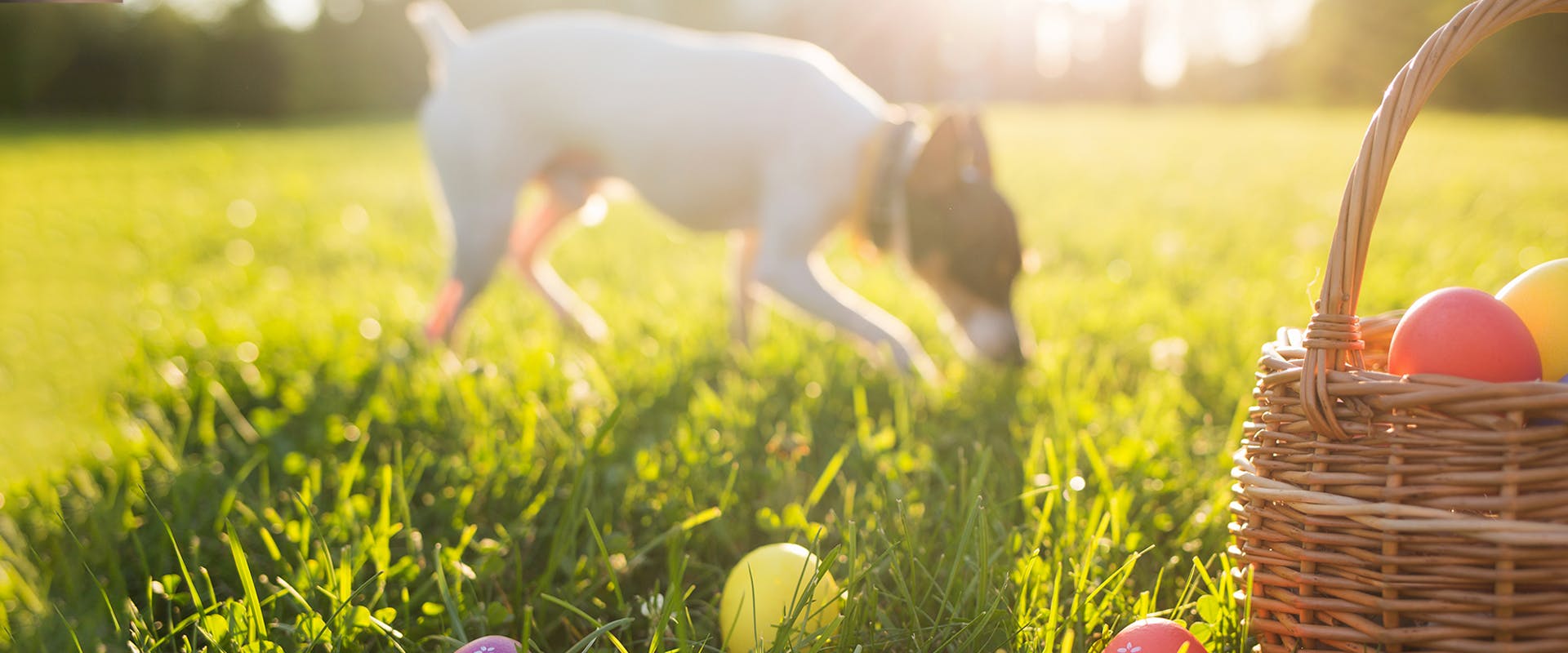 A dog in the sniffing through the grass in a garden, a basket and piles of plastic Easter eggs in the foreground