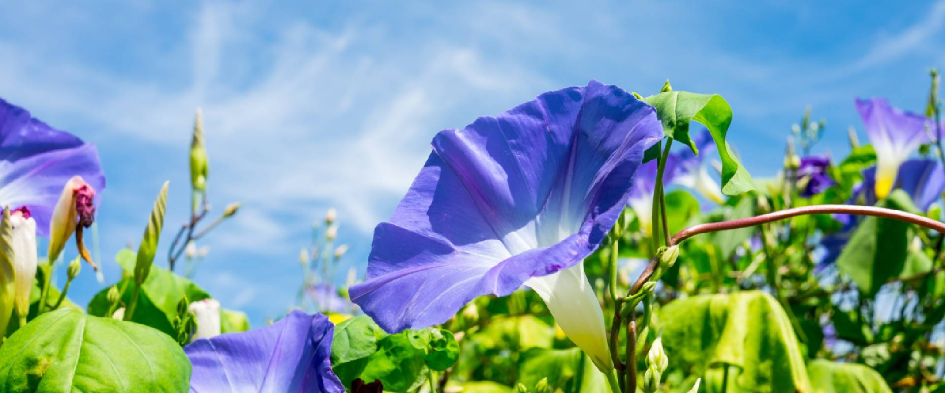 Are Morning Glories Poisonous To Dogs?