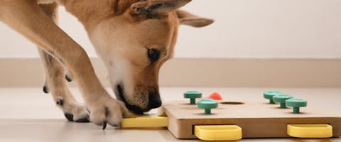 dog plays with the best dog puzzles
