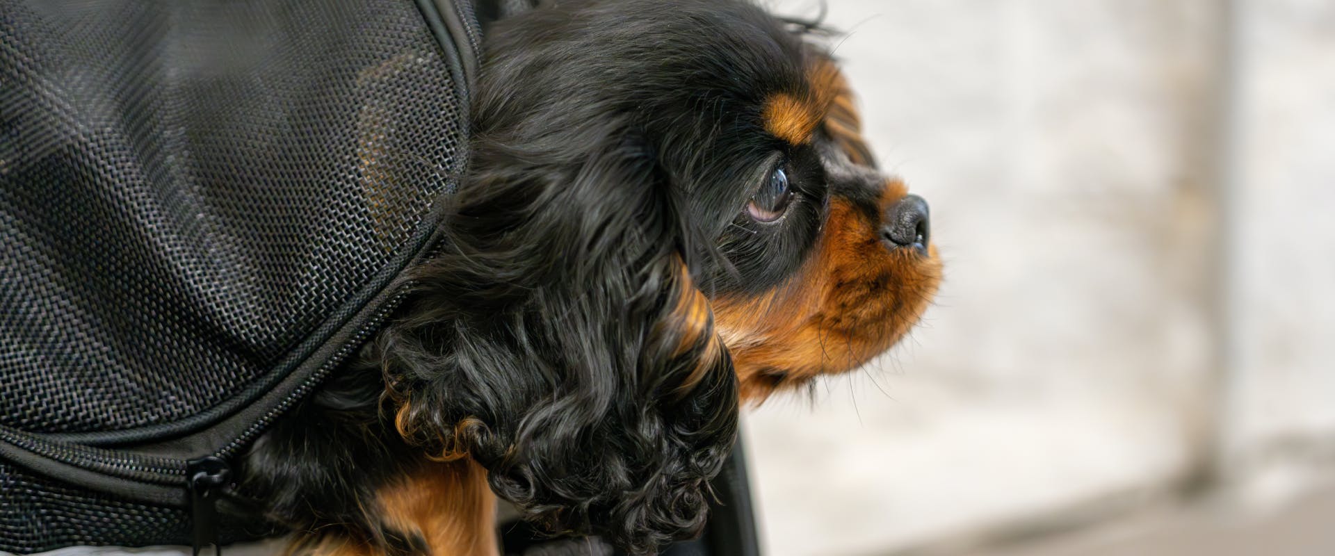 a young king charles spaniel poking its head out from inside a fabric travel dog crate
