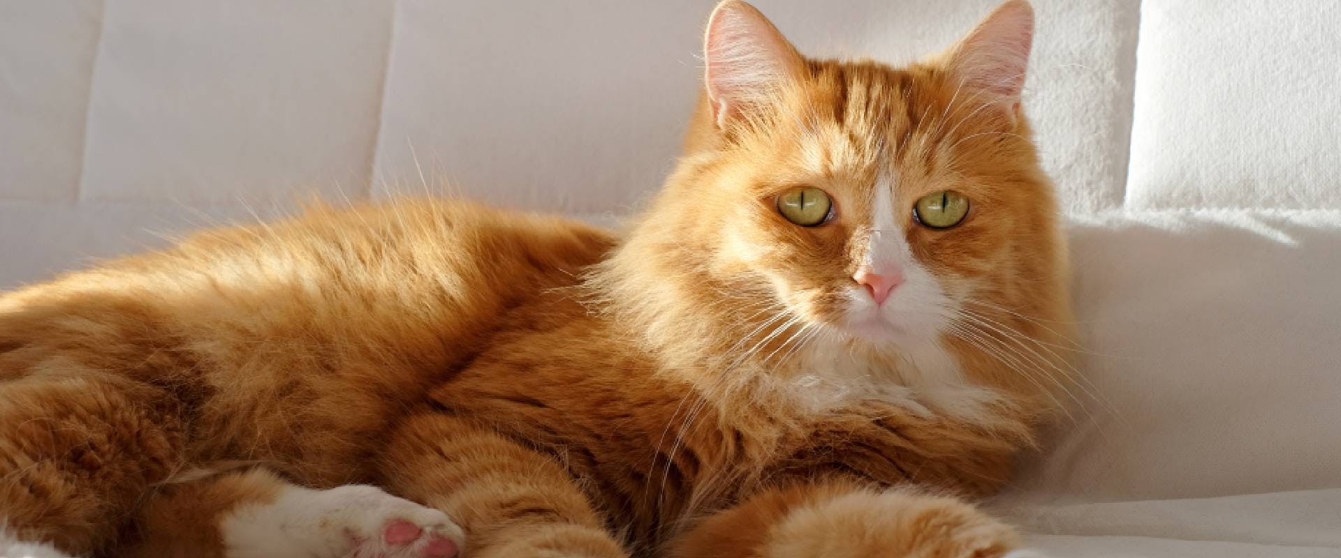 fluffy orange cat