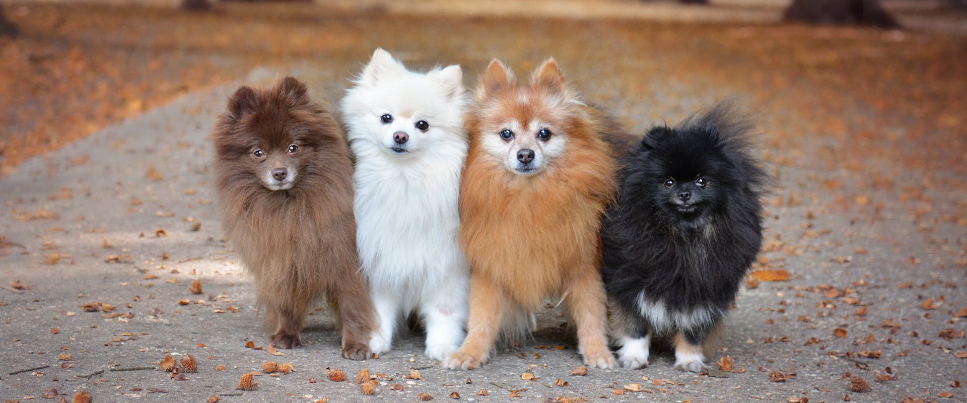 Four Pomeranian puppies standing in a line