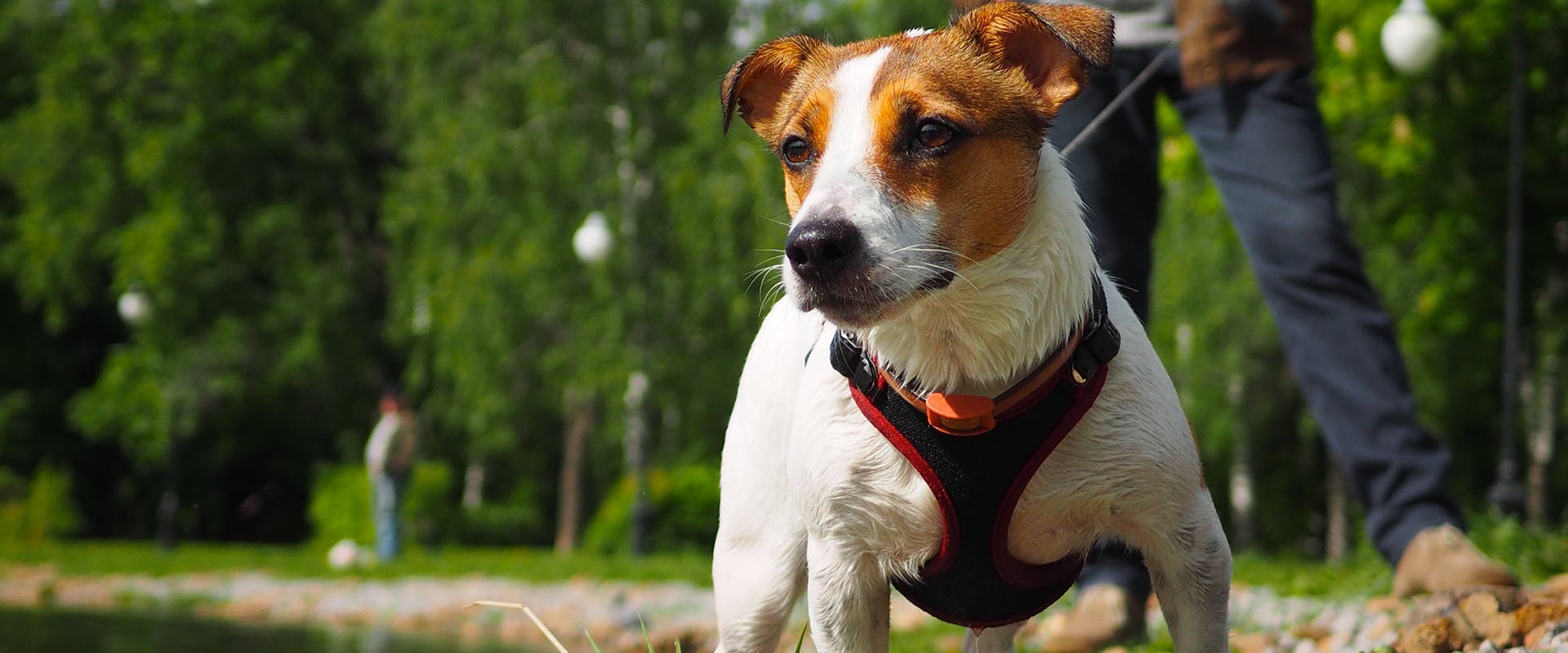 A Jack Russell dog walking through a park, wearing a red and black small dog harness