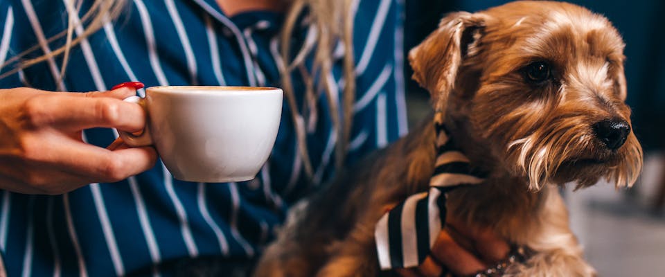 A woman holding a cup of coffee with a dog sitting on her lap