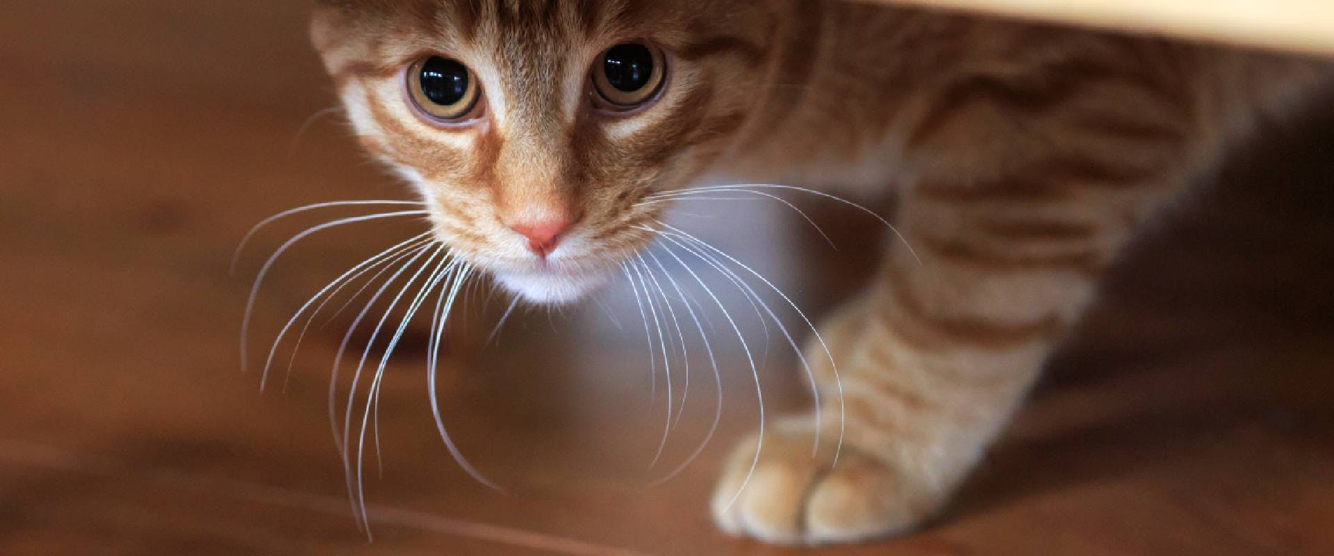 Scared ginger cat