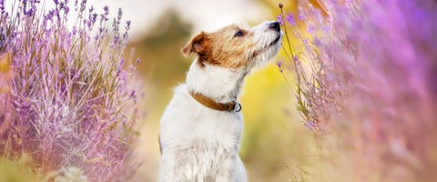 small dog sniffing bunches of lavender