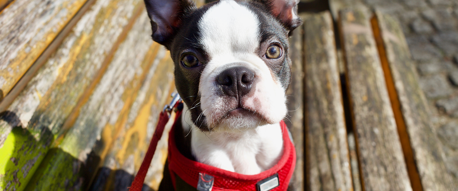 A dog sitting on a bench wearing a dog harness