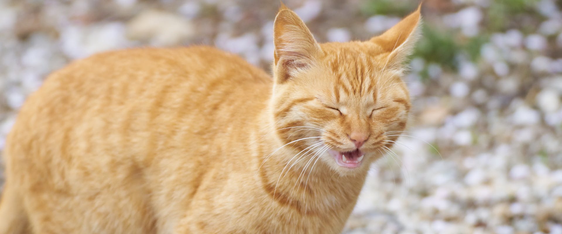 a ginger tabby cat sneezing whilst outside
