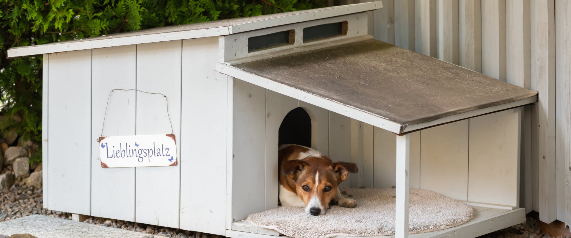 a jack russel lying down inside an outdoor luxury dog house
