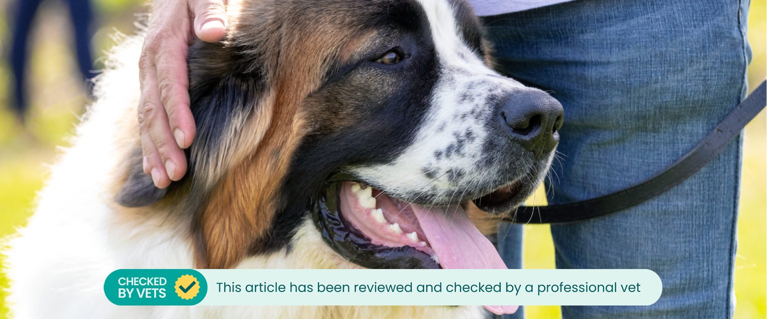 Leash walking a big dog.