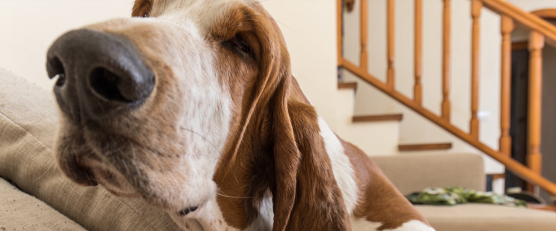 A close-up of a Basset Hound dog, sitting on the sofa 