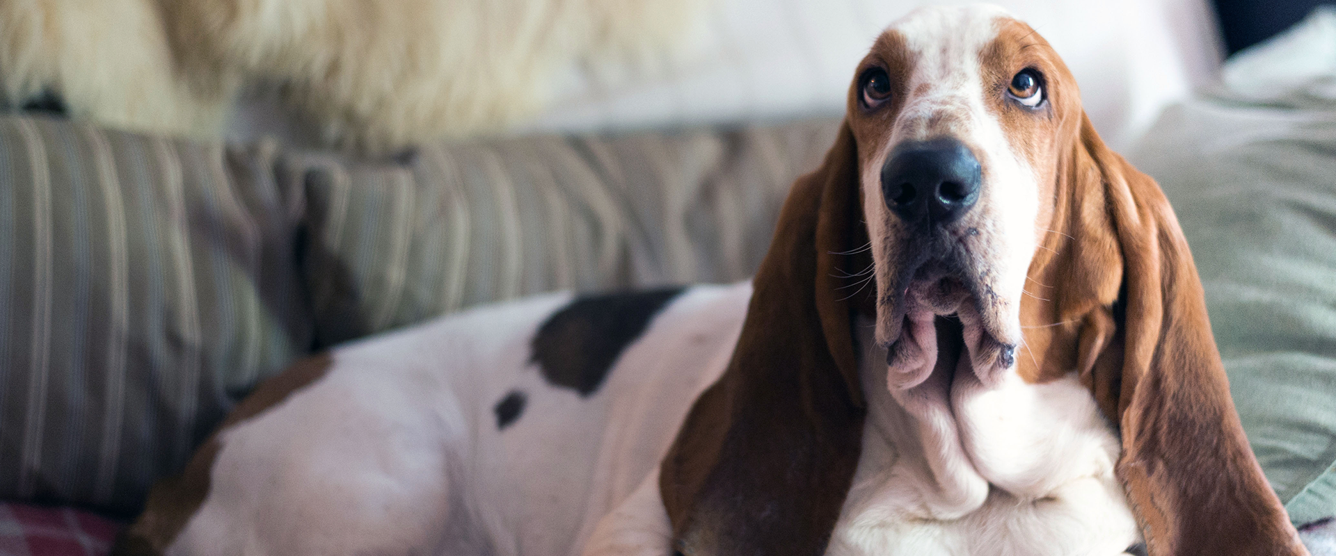 A Basset Hound puppy sitting in a comfortable dog bed