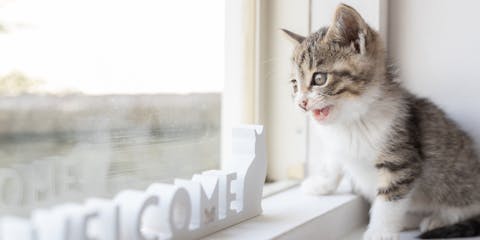A new kitten sits on a window ledge next to welcome sign.