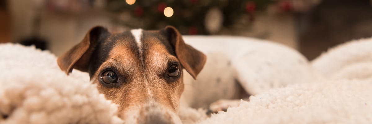 A dog laying on a blanket in front of a Christmas tree