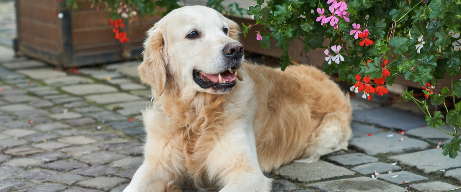 Dining With Canines Dog Friendly Restaurants, San Diego