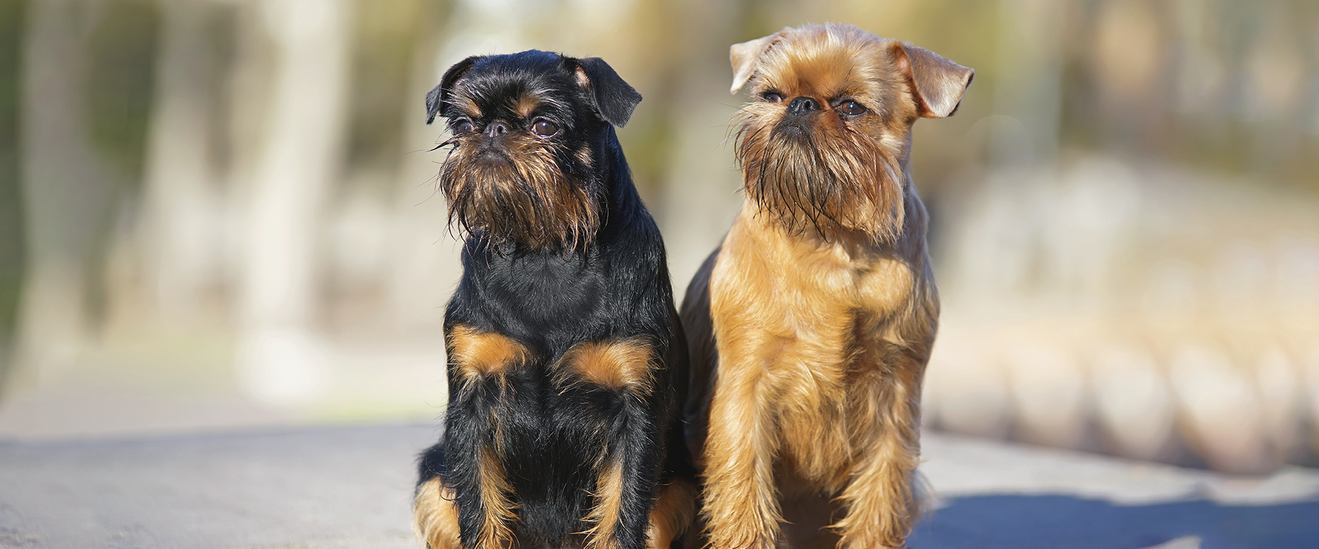 14 Dogs That Don T Shed Trustedhousesitters Com