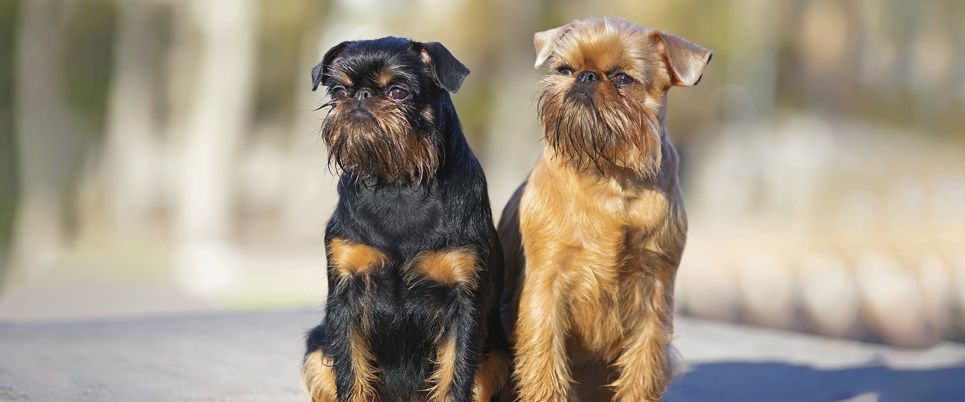 Two small Brussels Griffon dogs standing side by side outside in the sunlight 