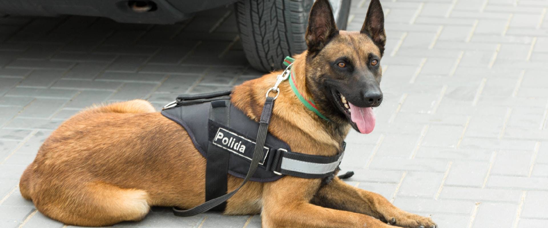 Belgian Malinois police dog