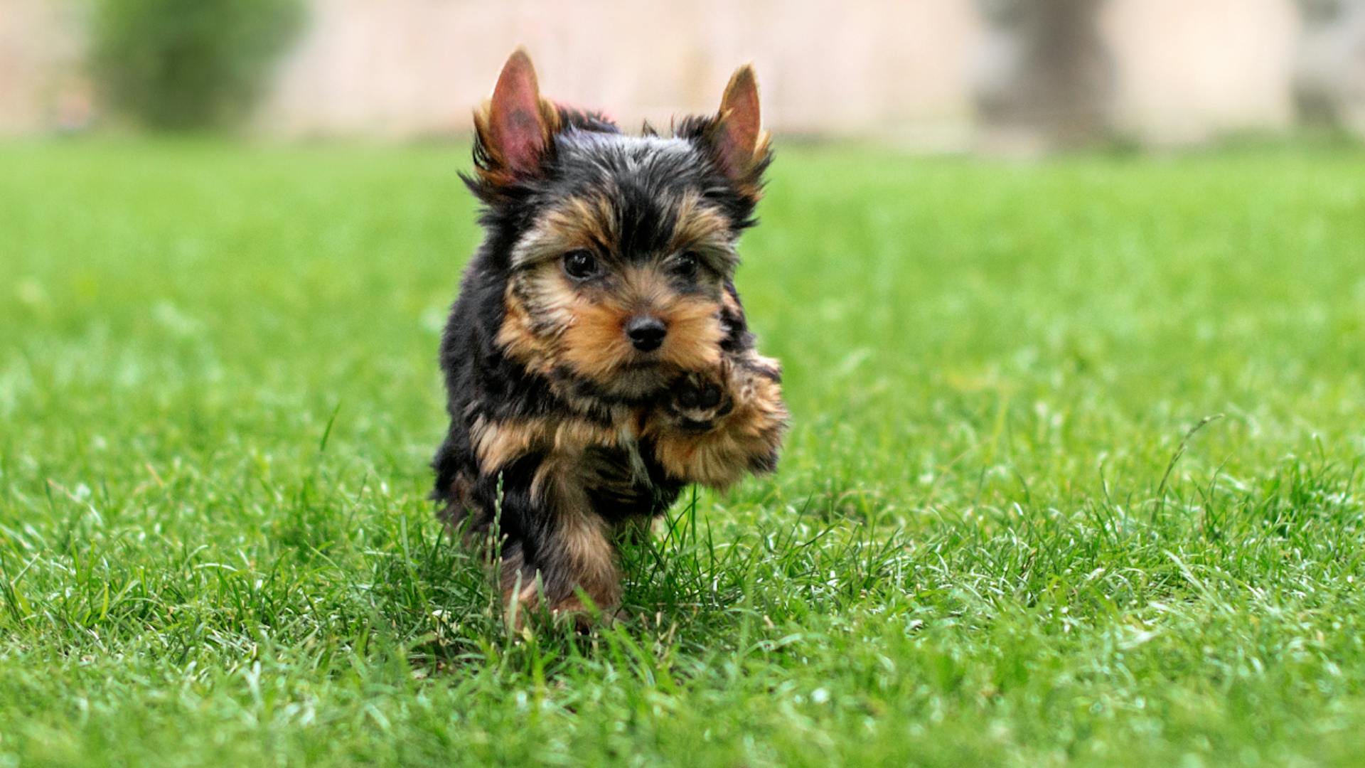 A Yorkshire Terrier.