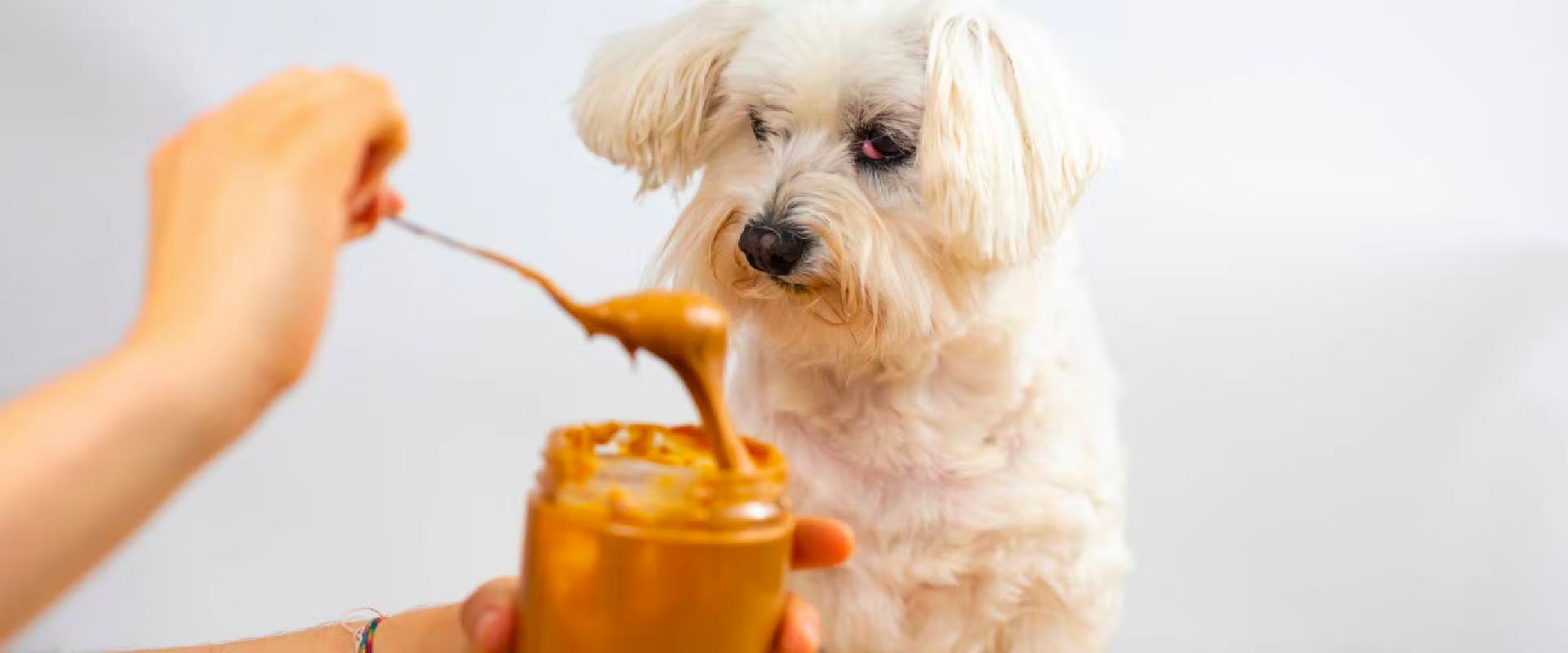 A person's hand spooning peanut butter out of a jar, a small white dog looking on