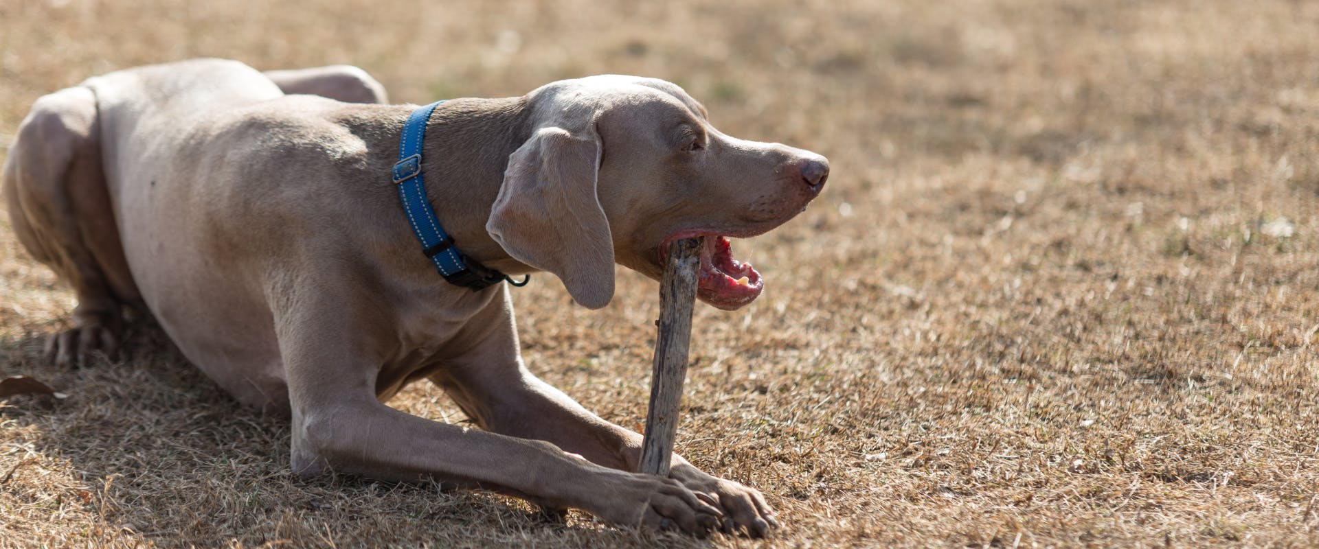 A dog wearing a collar chews on a stick.