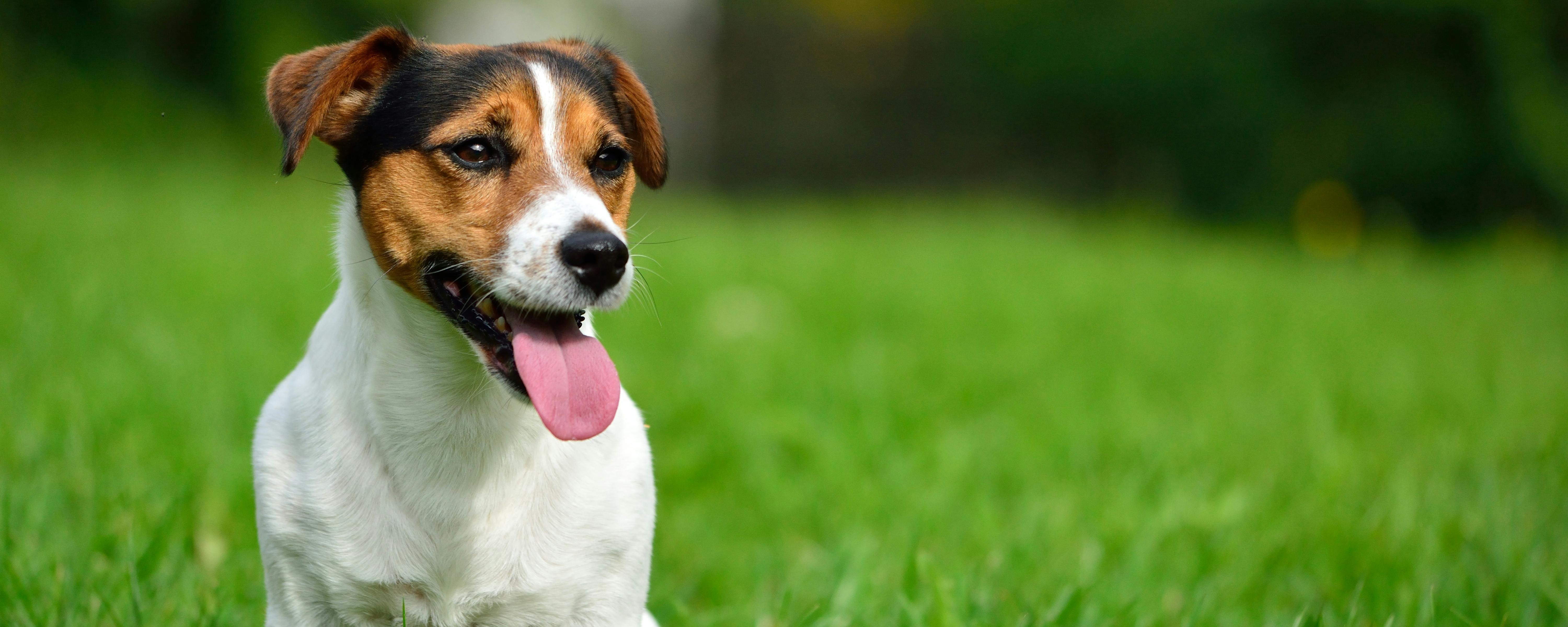 Jack Russell Terrier