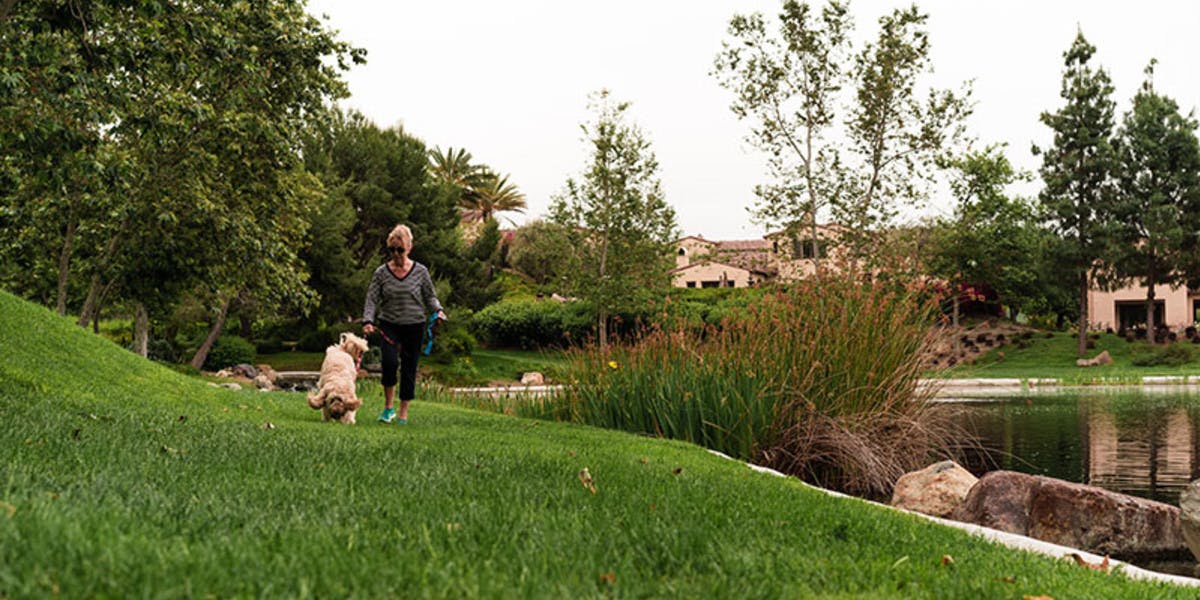 Morning dog walk with goldendoodle