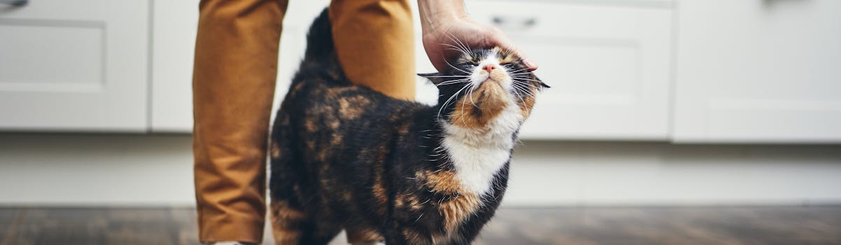 A tortoiseshell cat receiving a stroke from a hand above