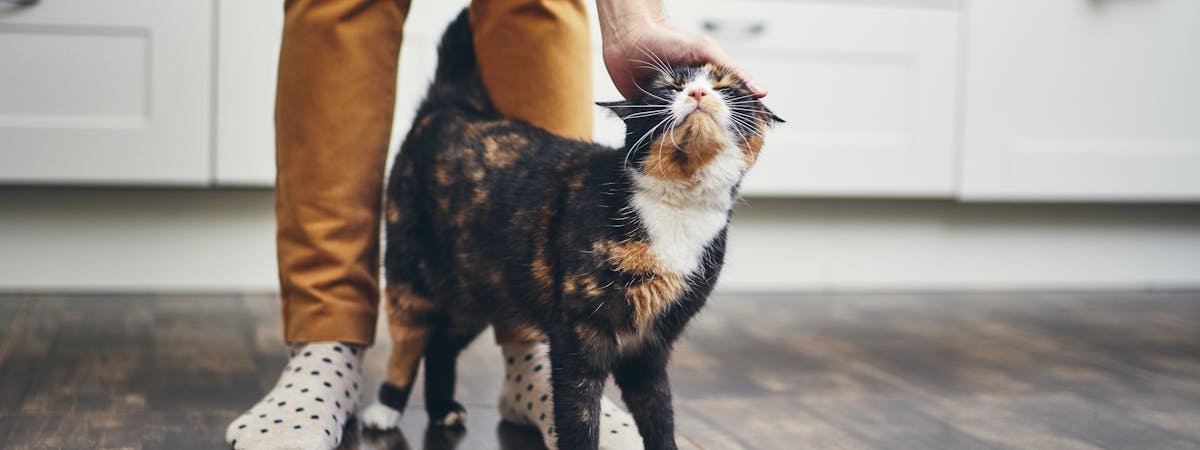 A person bending down to stroke a tortoiseshell cat
