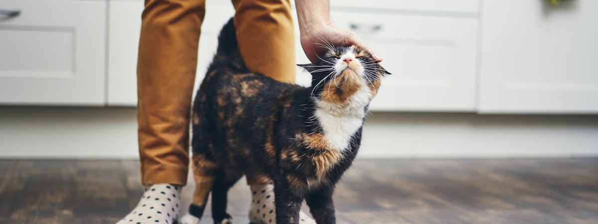 A tortoiseshell cat receiving a stroke from a hand above