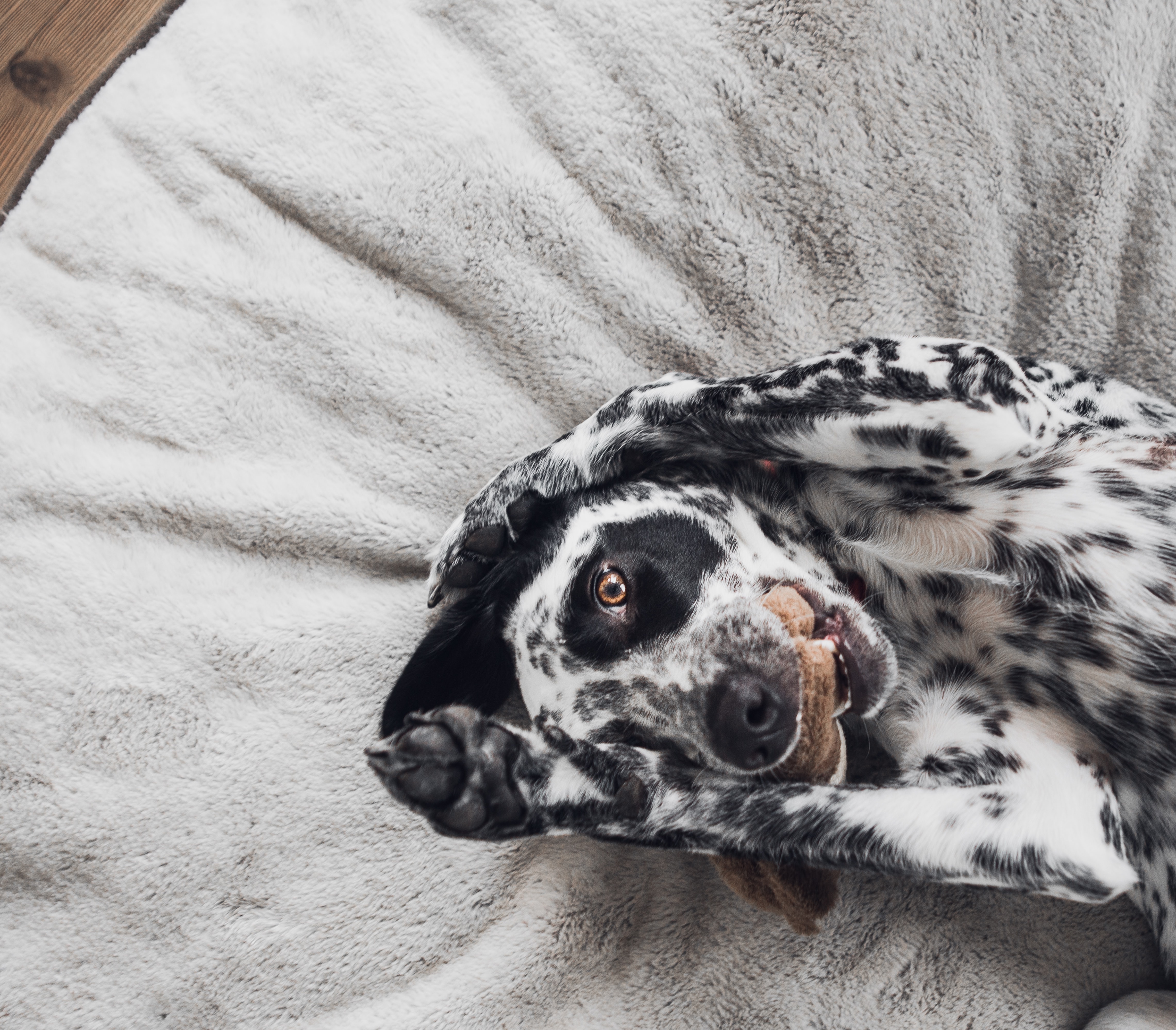 A Dalmatian puppy