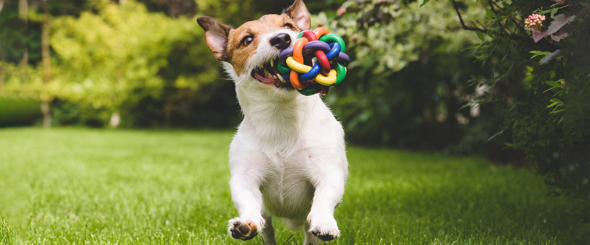 A cute Jack Russell puppy running through grass, a brightly coloured chew toy in its mouth