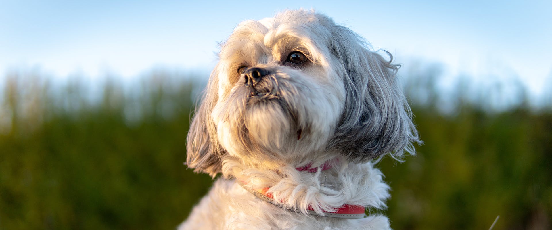 how much exercise do shih tzus need