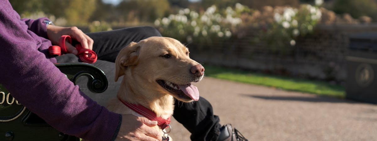 A Golden Labrador