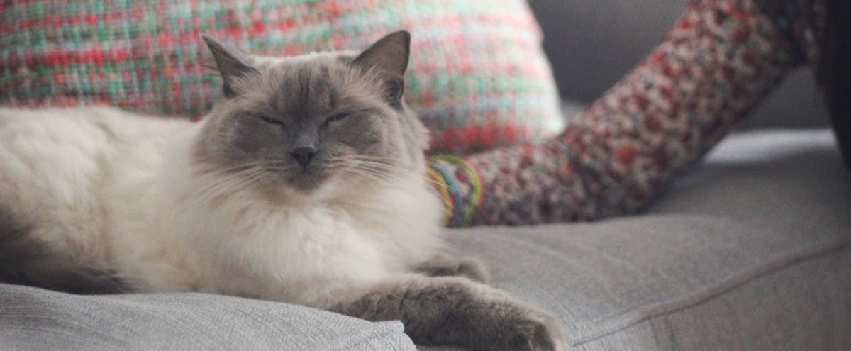 Cat on sofa with their pet sitters. 