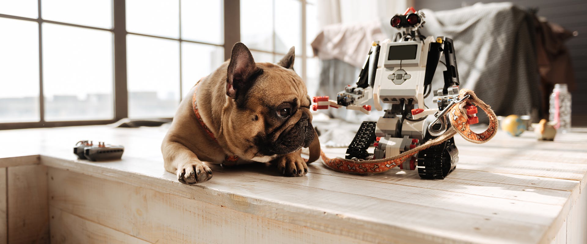 A small French Bulldog sitting next to a robot toy