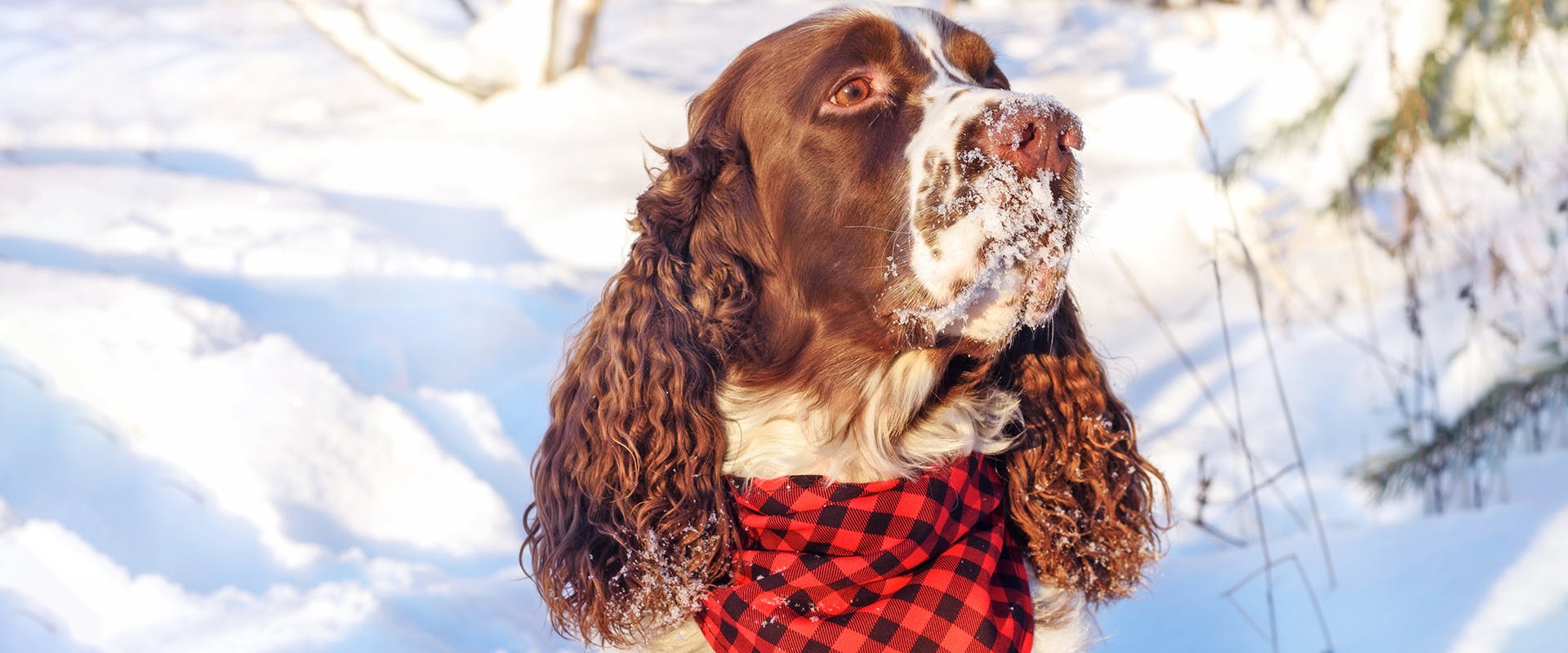 A dog wearing a festive Christmas dog collar and bandana