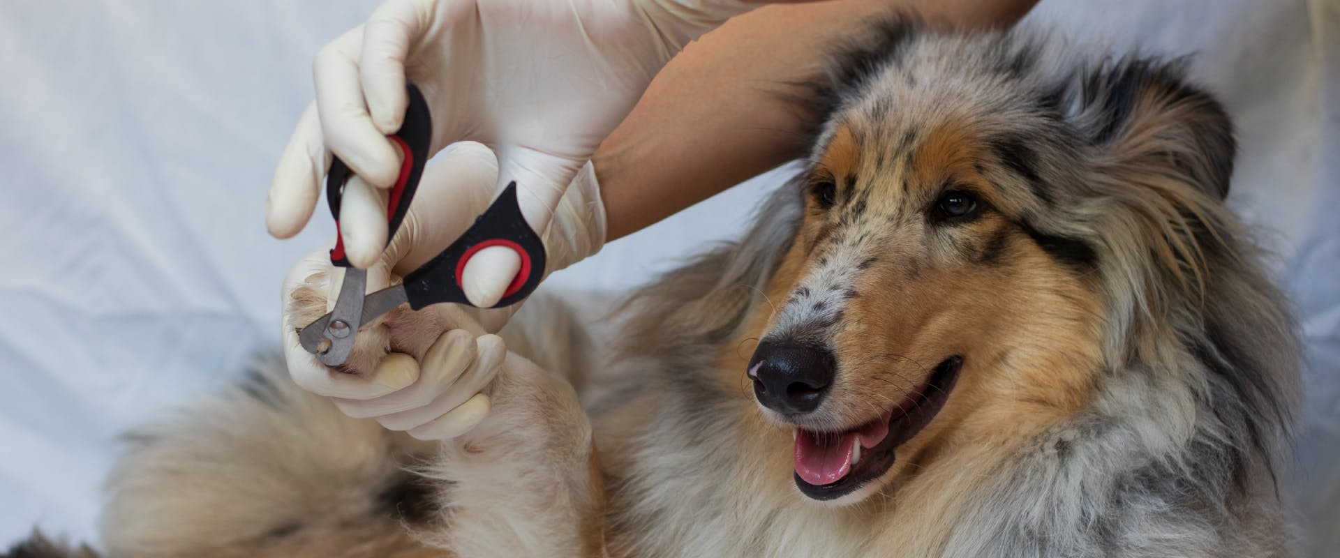 a blue merle rough collie lying on a white sheet whilst a person with white rubber gloves uses nail clippers to cut their nails