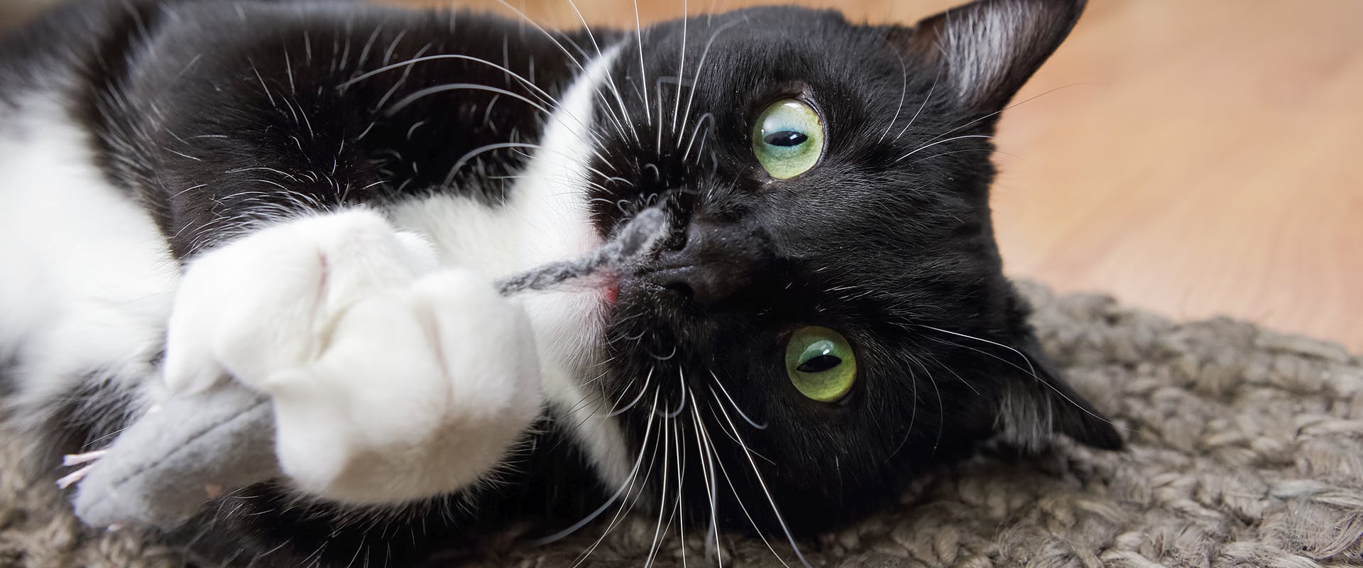 A wide-eyed cat playing with a catnip toy