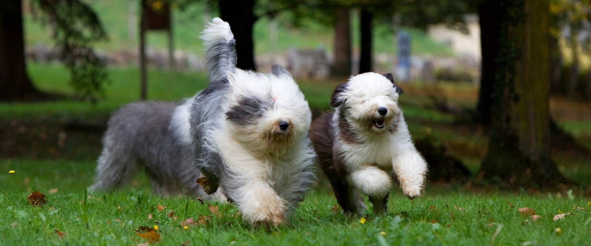 Two Old English Sheepdogs running in a field