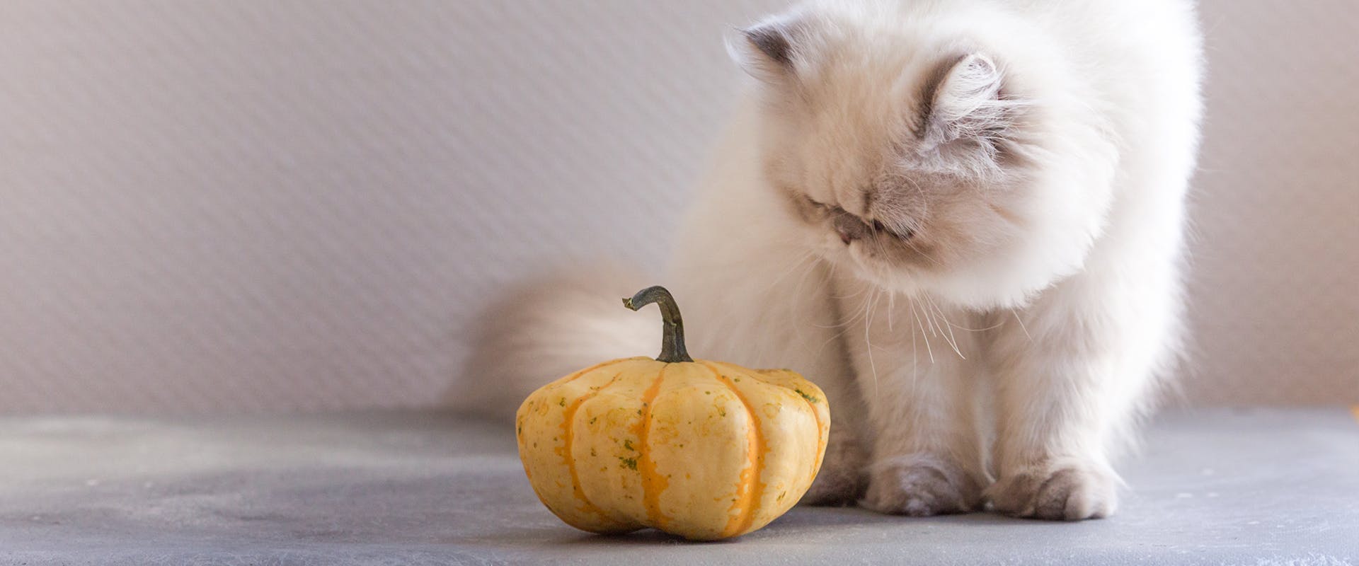 A fluffy white cat looking inquisitively at a small orange pumpkin