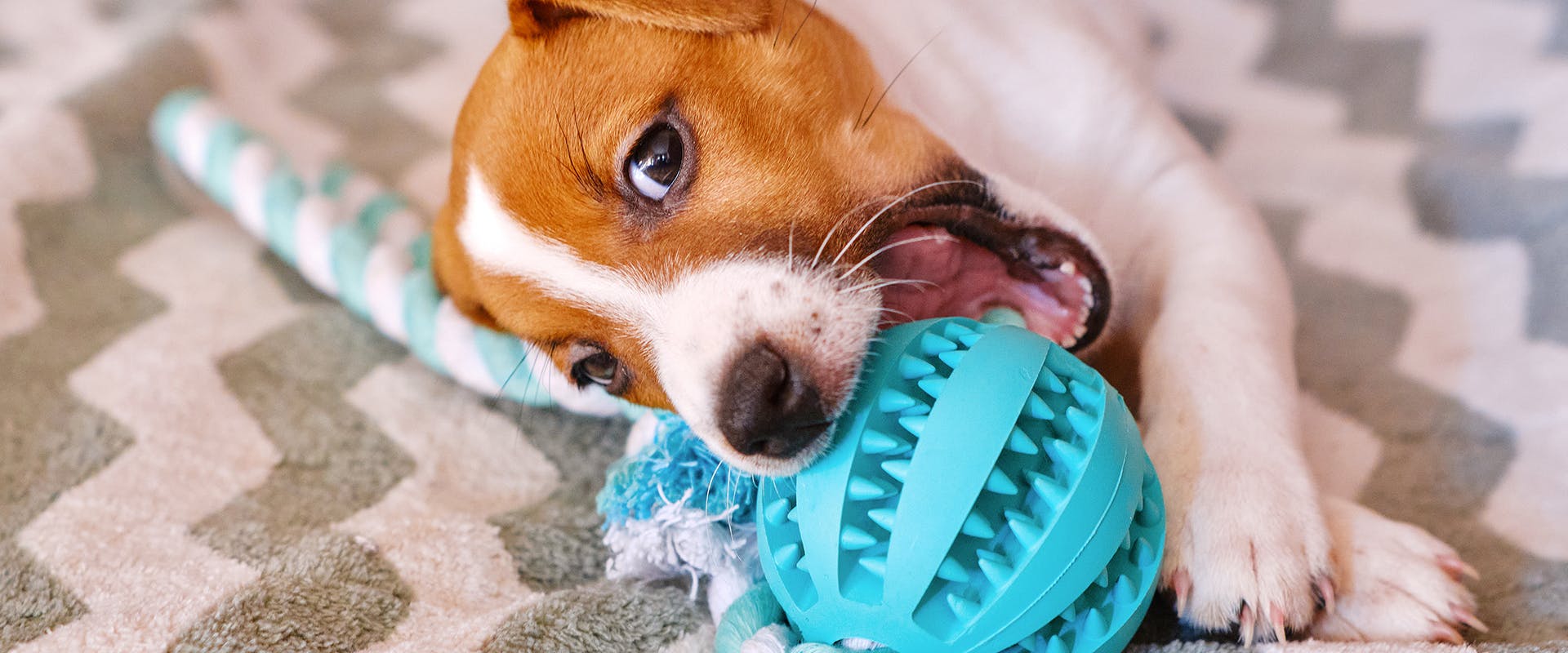 A cute Jack Russell puppy laying on the floor, playfully biting a bright blue chew toy