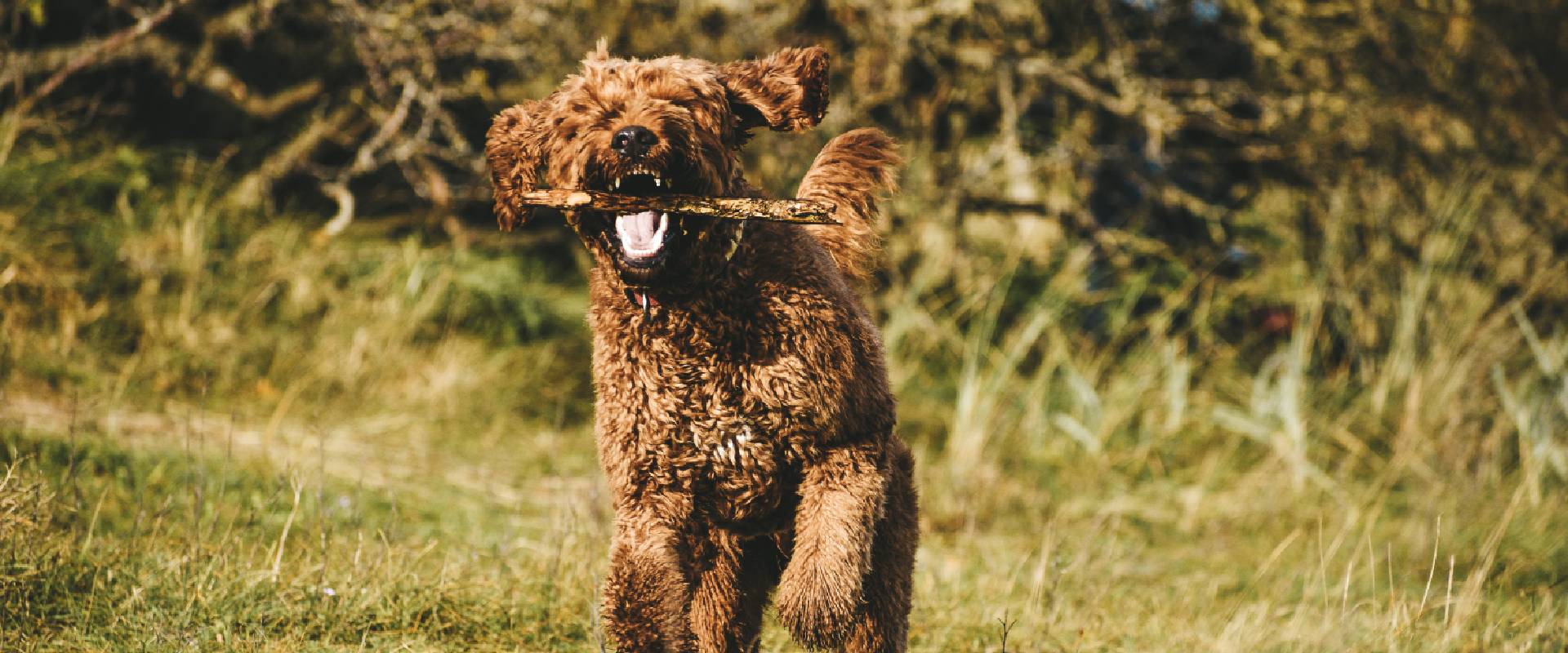 Irish Doodle running in a field with a stick in their mouth
