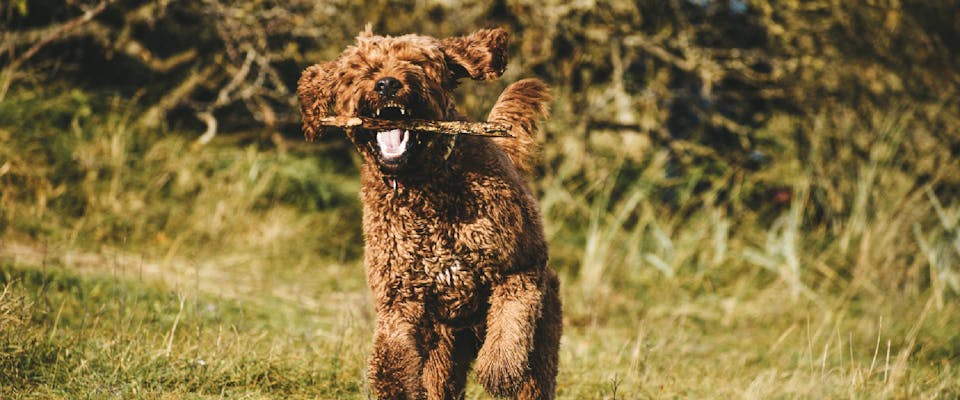 Irish Doodle running in a field with a stick in their mouth
