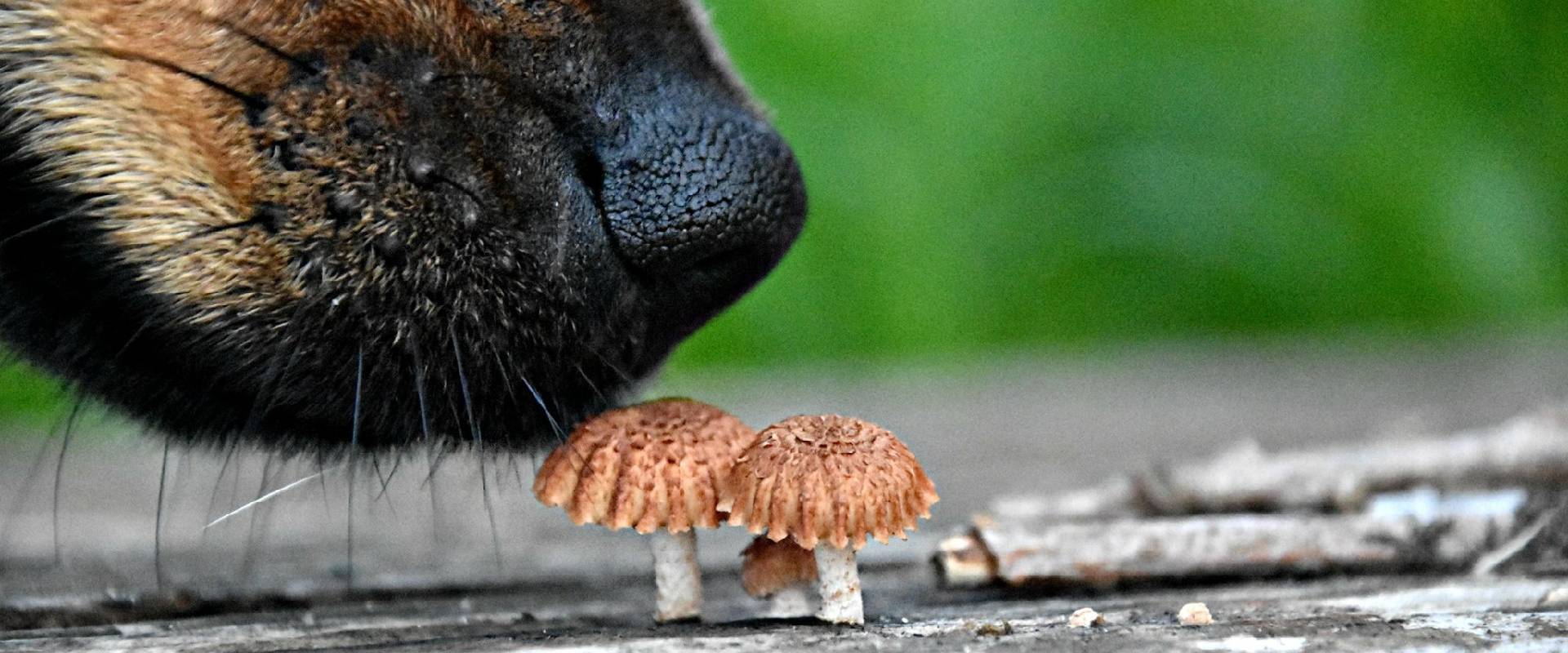 mushroom sniffing dog