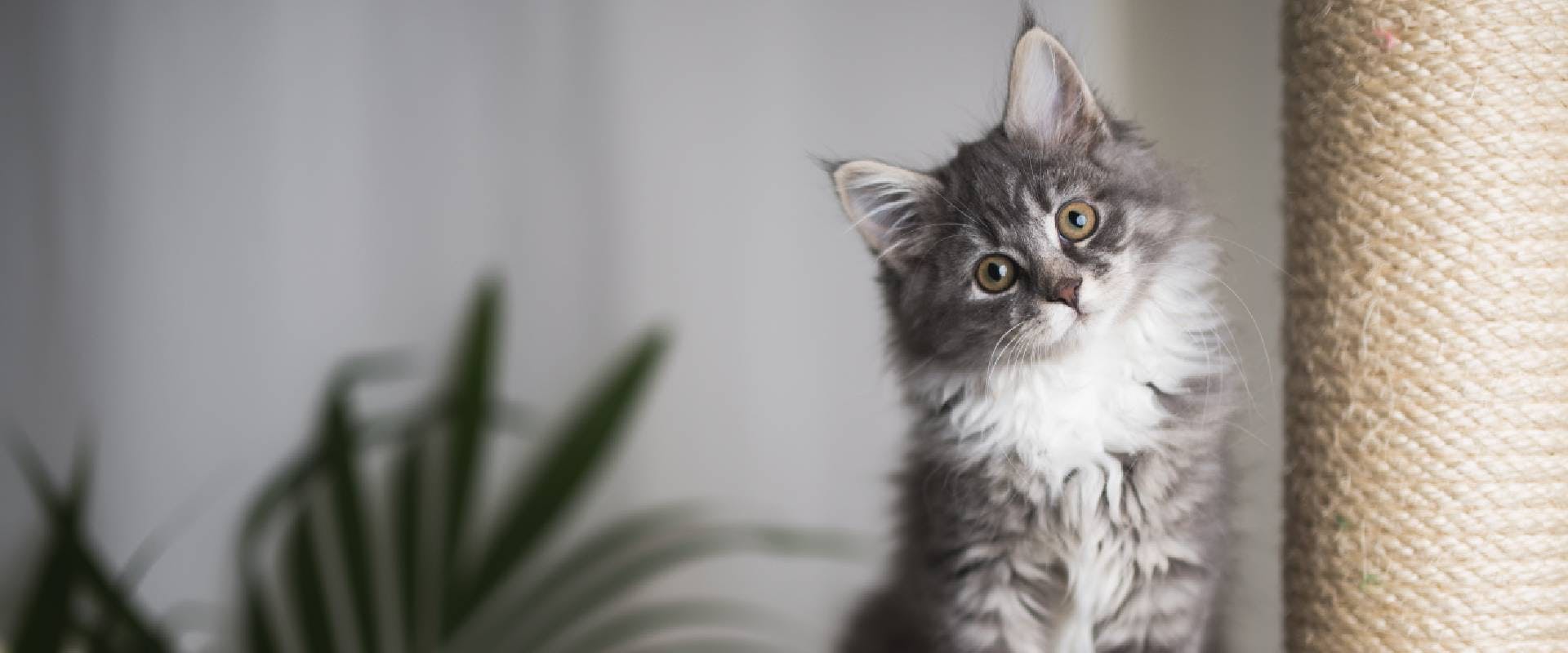 Are Cats Cuter Than Dogs