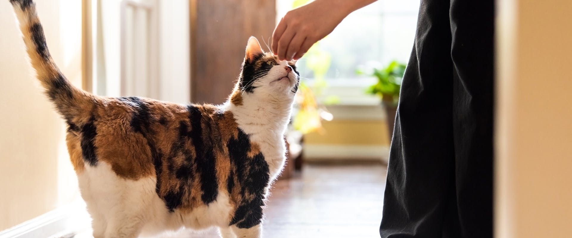 A person giving a treat to a cat