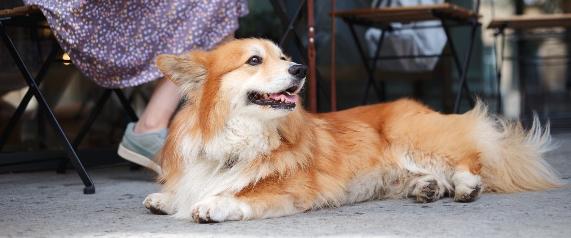 A dog lies down outside a pet friendly restaurant. 