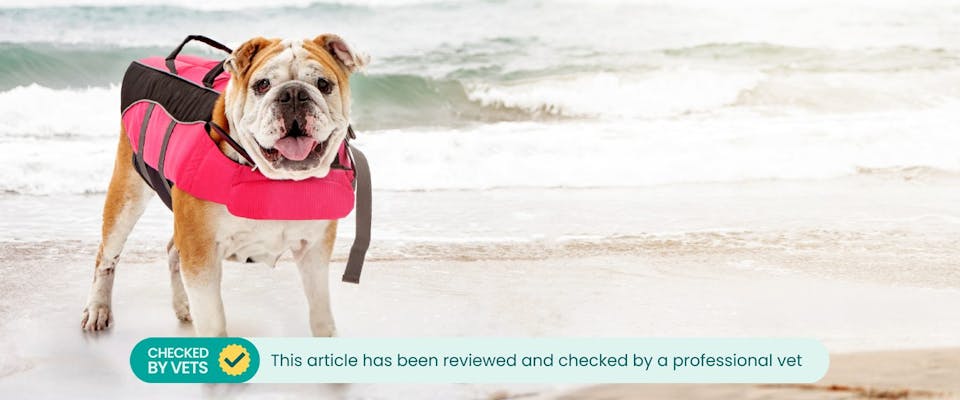 A bulldog wearing a pink dog life jacket on the beach.